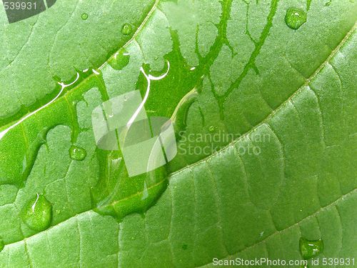 Image of leaf