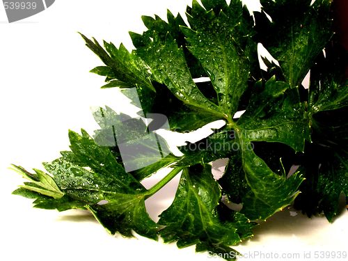 Image of celery