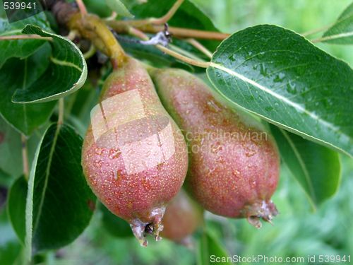 Image of pears