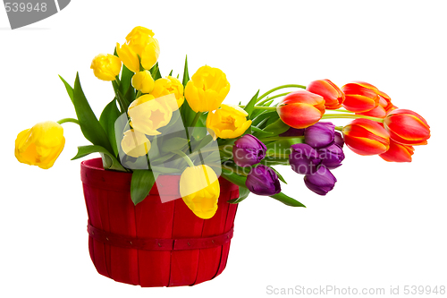 Image of Colorful Cut Tulips