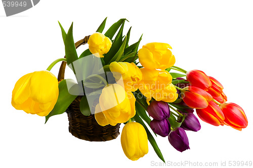 Image of Fresh Cut Tulips