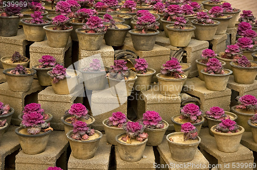 Image of purple plants