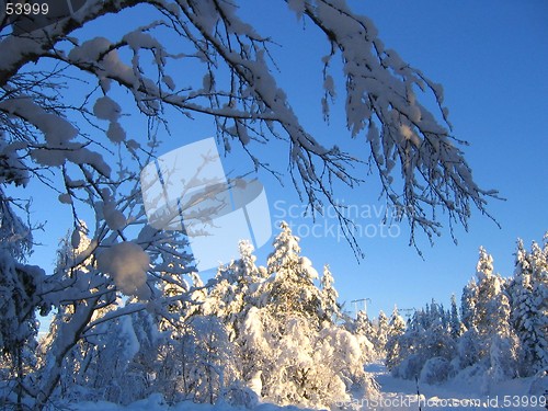 Image of Winter branch