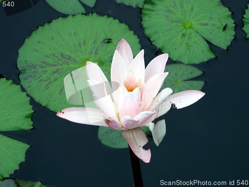 Image of Water lily
