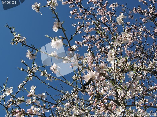 Image of almond flowers