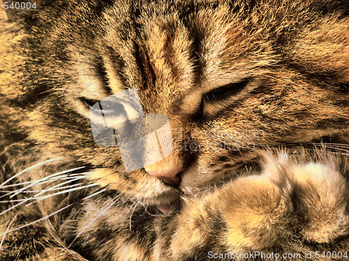 Image of persian cat  portrait
