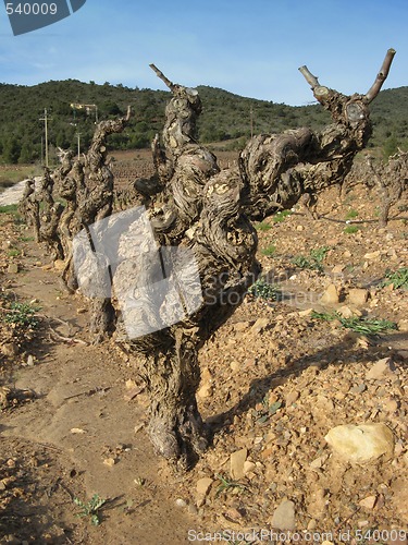 Image of Vineyard in winter