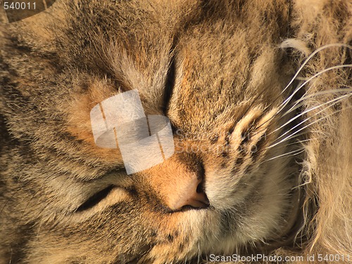 Image of persian cat  portrait