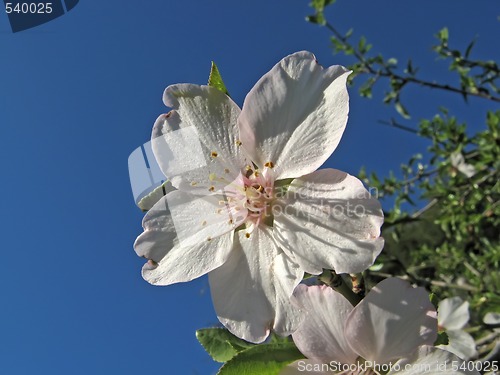 Image of almond flowers