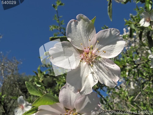 Image of almond flowers