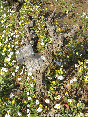 Image of Vineyard in winter