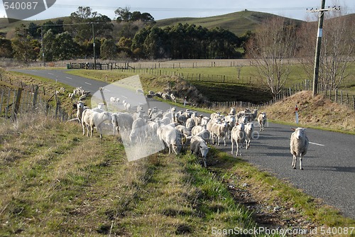 Image of Sheep