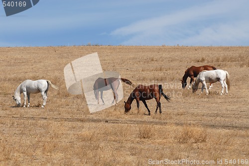 Image of Horses