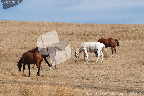 Image of Horses