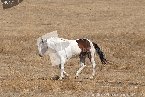 Image of Horse