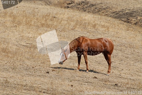 Image of Horse