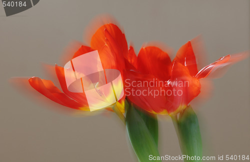 Image of Tulips