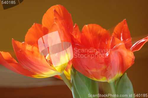 Image of Tulips