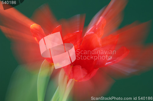 Image of Tulips