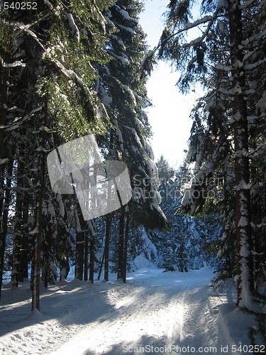 Image of Perfect sunny skiday in  the Norwegiian woods