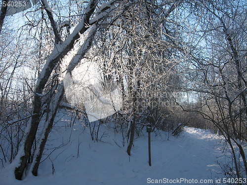 Image of Beautiful winterday in the woods of Norway