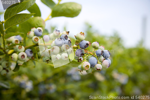 Image of Blueberries