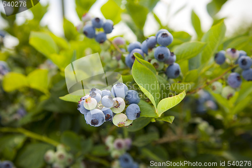 Image of Blueberries