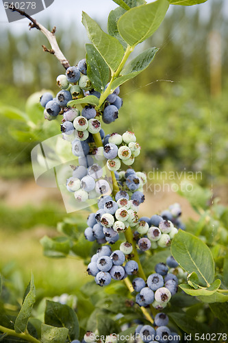 Image of Blueberries