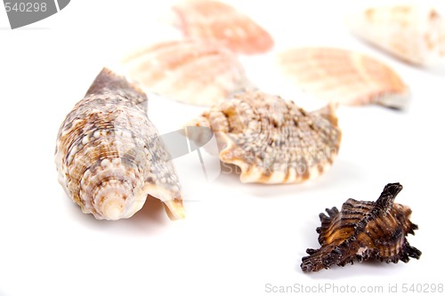 Image of shells