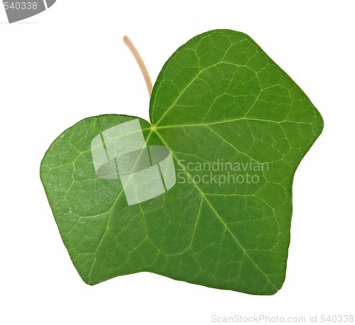Image of Green ivy leaf