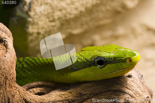 Image of Red Tailed Racer