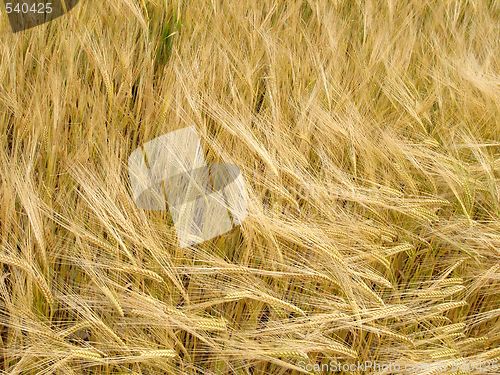 Image of corn