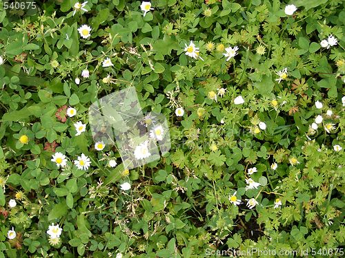 Image of daisies