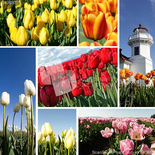 Image of Tulips collage