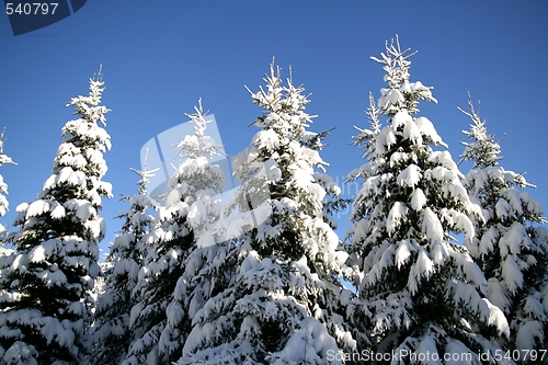 Image of Winter forest