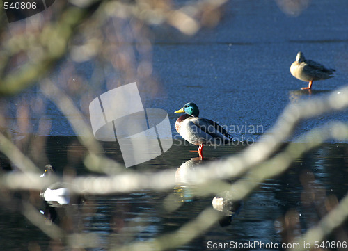 Image of Ducks on ice