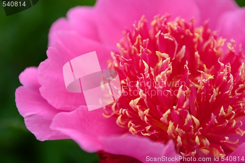 Image of peony