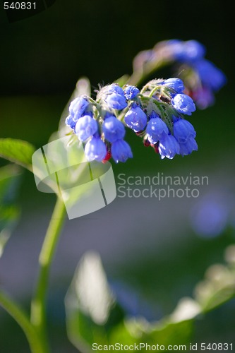 Image of Bright-Blue Campanulas