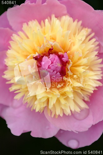 Image of Peony