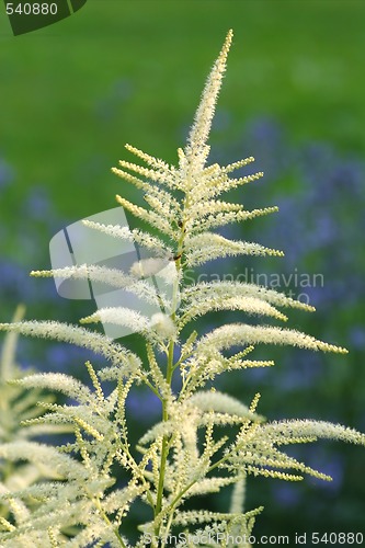 Image of Green Plant