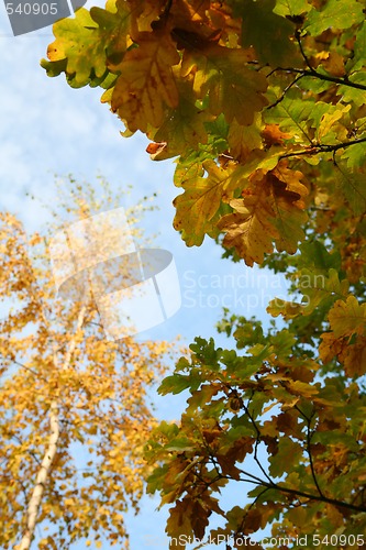 Image of autumn leafes