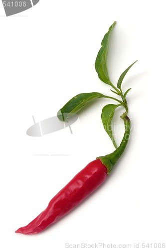 Image of Red hot chili peppers isolated on the white