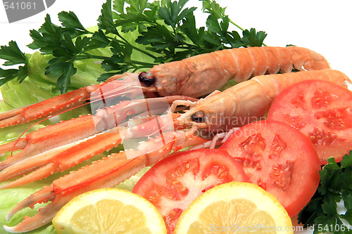 Image of Norway lobster