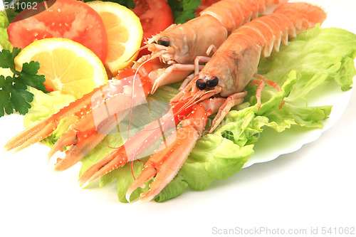 Image of Norway lobster