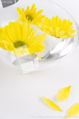 Image of yellow flowers