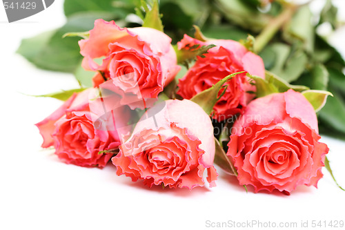 Image of roses