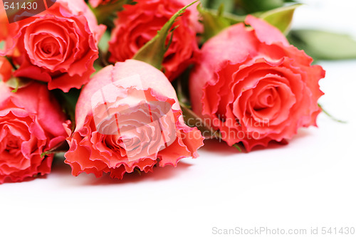 Image of roses