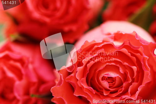 Image of background of roses