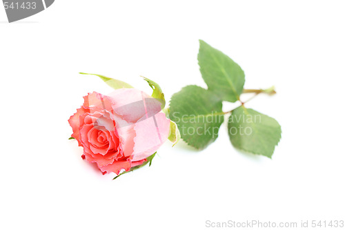 Image of rose