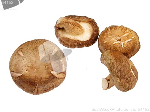 Image of Mushrooms-design element